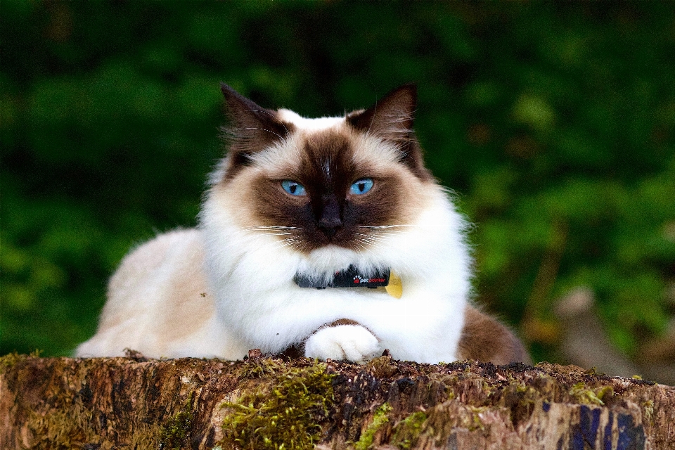 动物 肖像 猫 哺乳动物