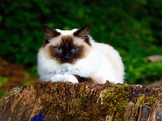 Foto Erba animale ritratto gatto