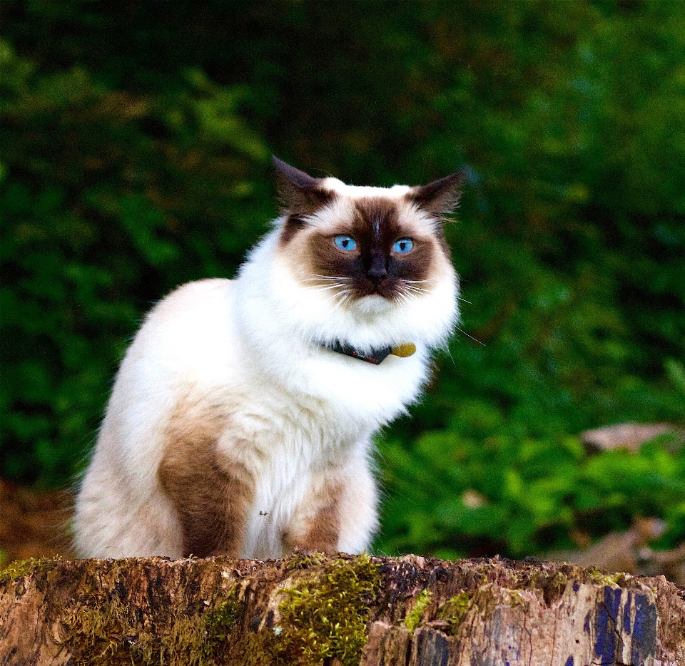 Animale ritratto gattino gatto