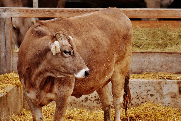 Nature field farm cow Photo