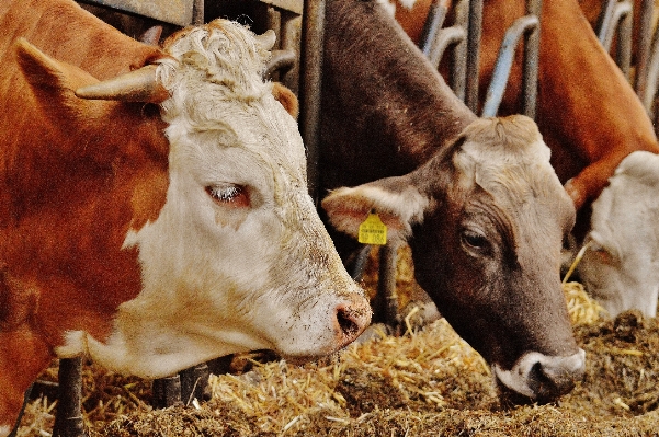 Farm food cattle pasture Photo