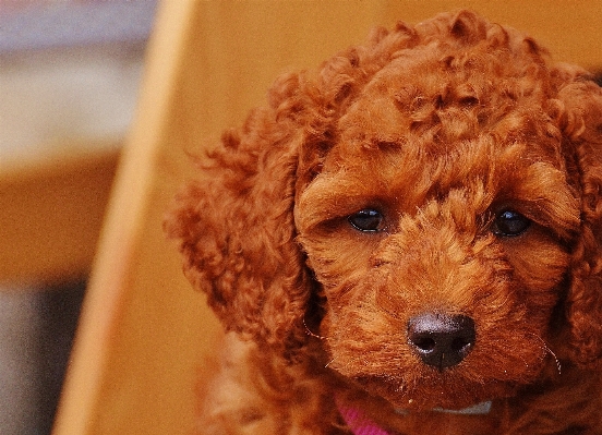 Foto Doce filhote de cachorro bonitinho