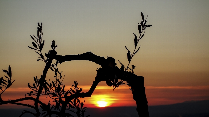 Landscape tree nature horizon Photo