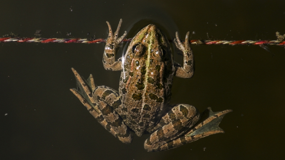 水 自然 写真撮影 動物