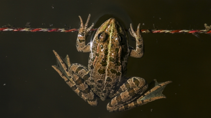 Water nature photography animal Photo