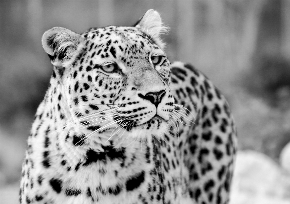 Foto Bianco e nero
 visualizzazione animali selvatici zoo