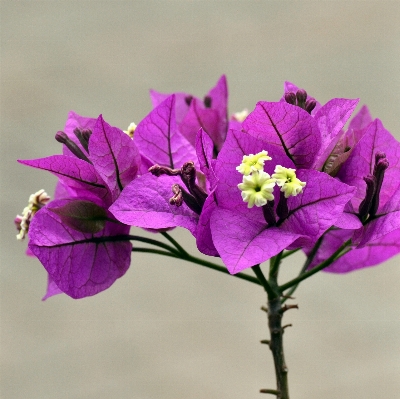 ブランチ 花 植物 紫 写真