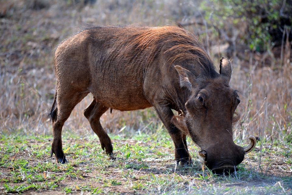 Grass wildlife pasture grazing