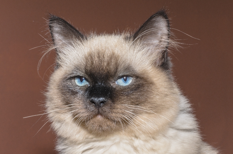 男の子 動物 かわいい プロフィール