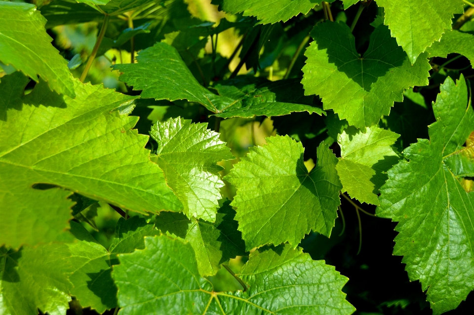 木 植物 葡萄 vine