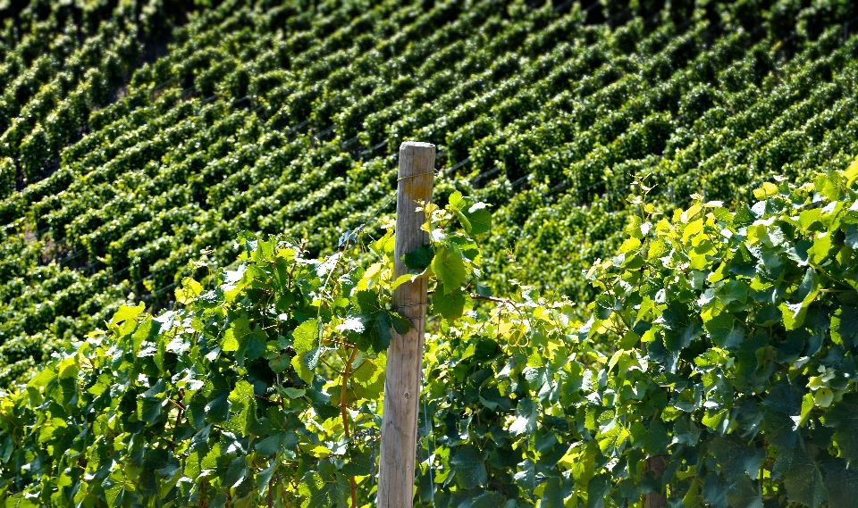 Plant grape vine vineyard