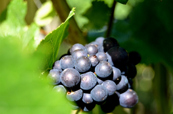 Nature branch plant grape Photo