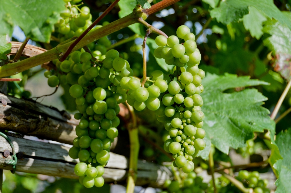 植物 葡萄 vine ブドウ園