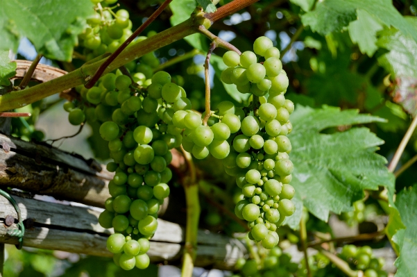 Plant grape vine vineyard Photo