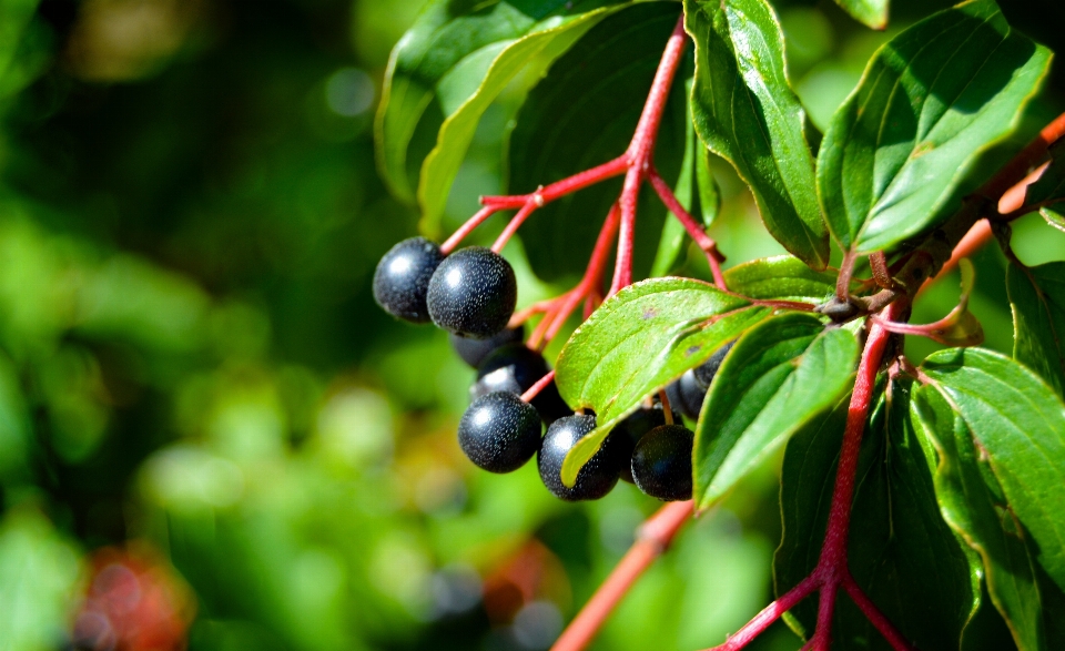 árbol naturaleza rama florecer