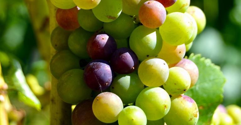 Branch plant grape vine Photo