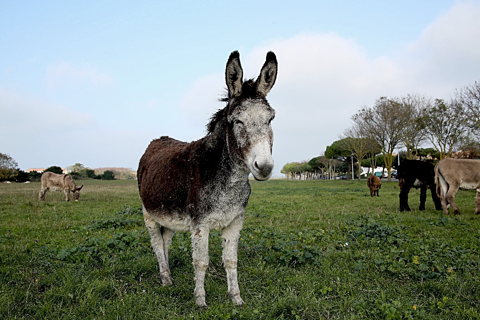 Césped zapato granja prado
