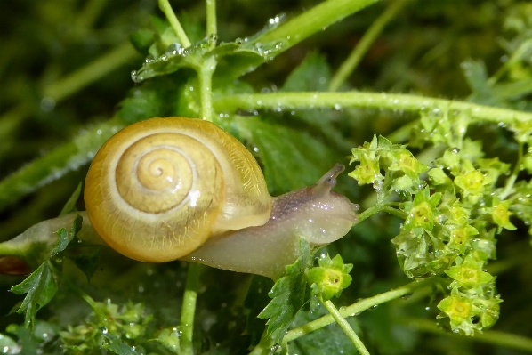 Spiral- fauna hülse wirbellos Foto