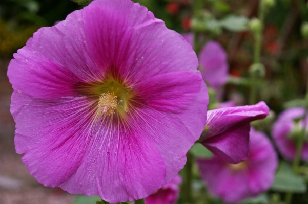 Nature blossom plant flower Photo