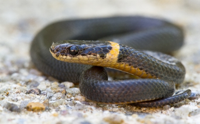 Foto Natureza região selvagem
 animal animais selvagens