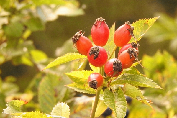 ブランチ 植物 フルーツ ベリー 写真