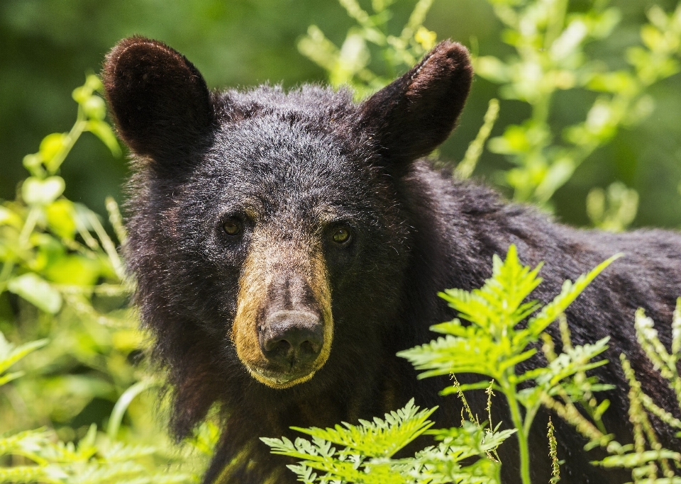 自然 荒野
 クマ 野生動物