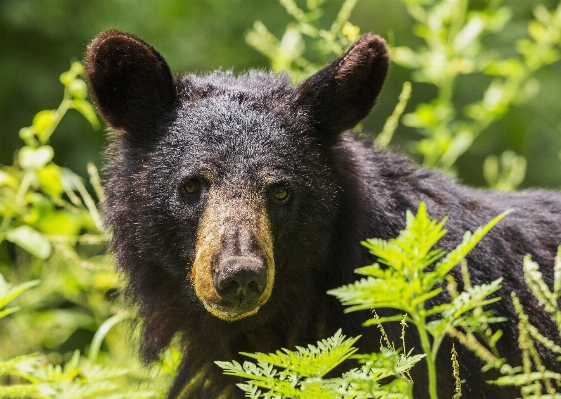 Nature wilderness bear wildlife Photo