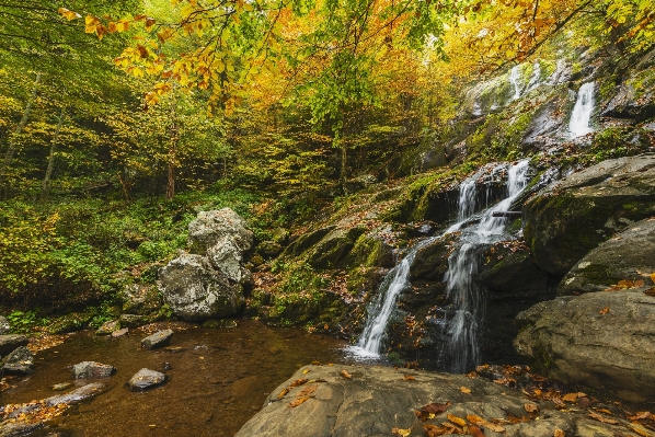 Landscape tree water nature Photo