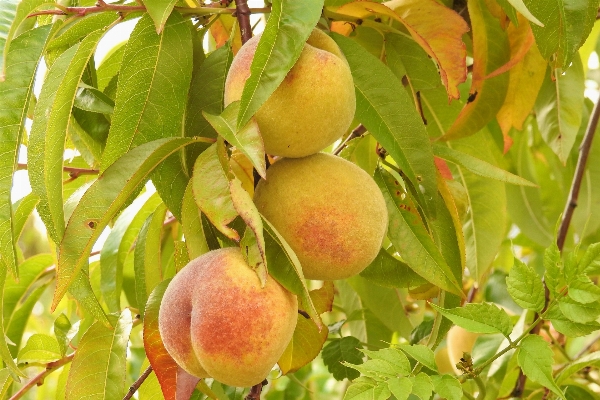 Zweig anlage frucht blume Foto