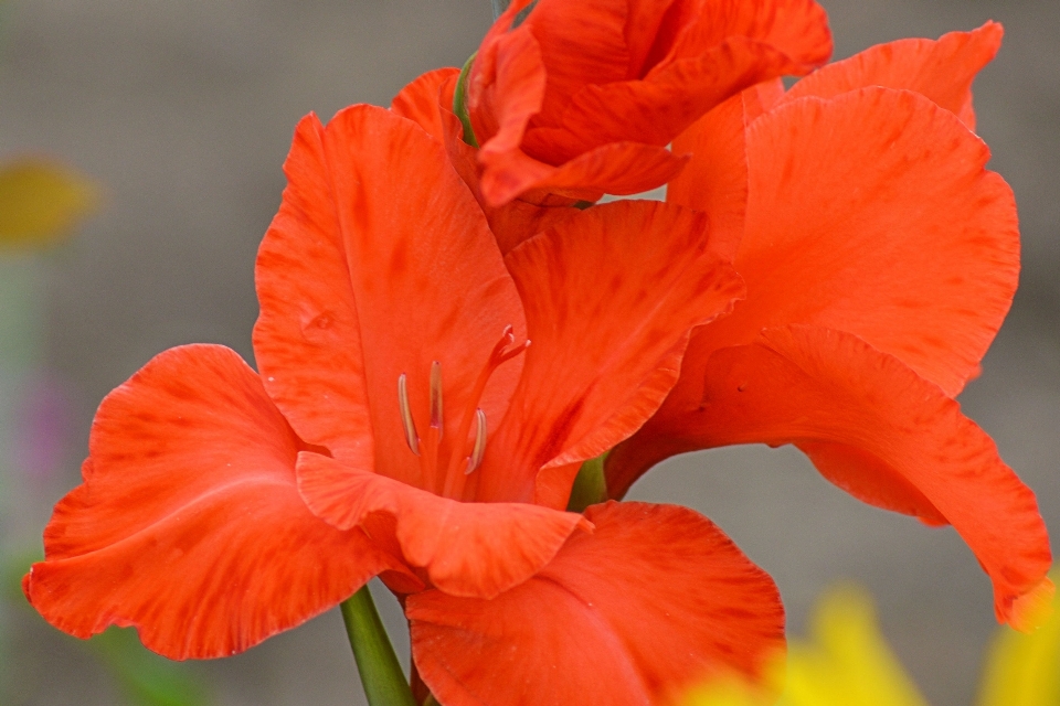 Plant leaf flower petal