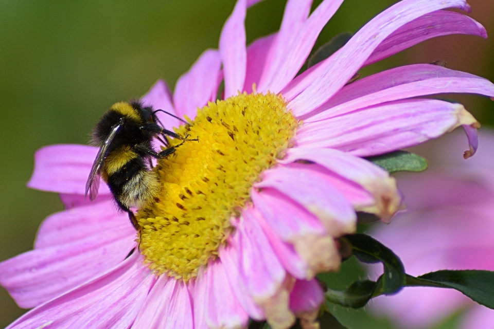 Fleurir usine la photographie fleur