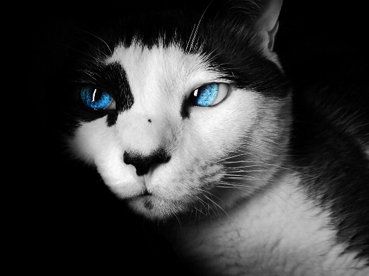 Foto Bianco e nero
 fotografia animale