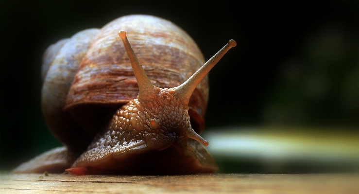 Photo Nature la photographie spirale animal