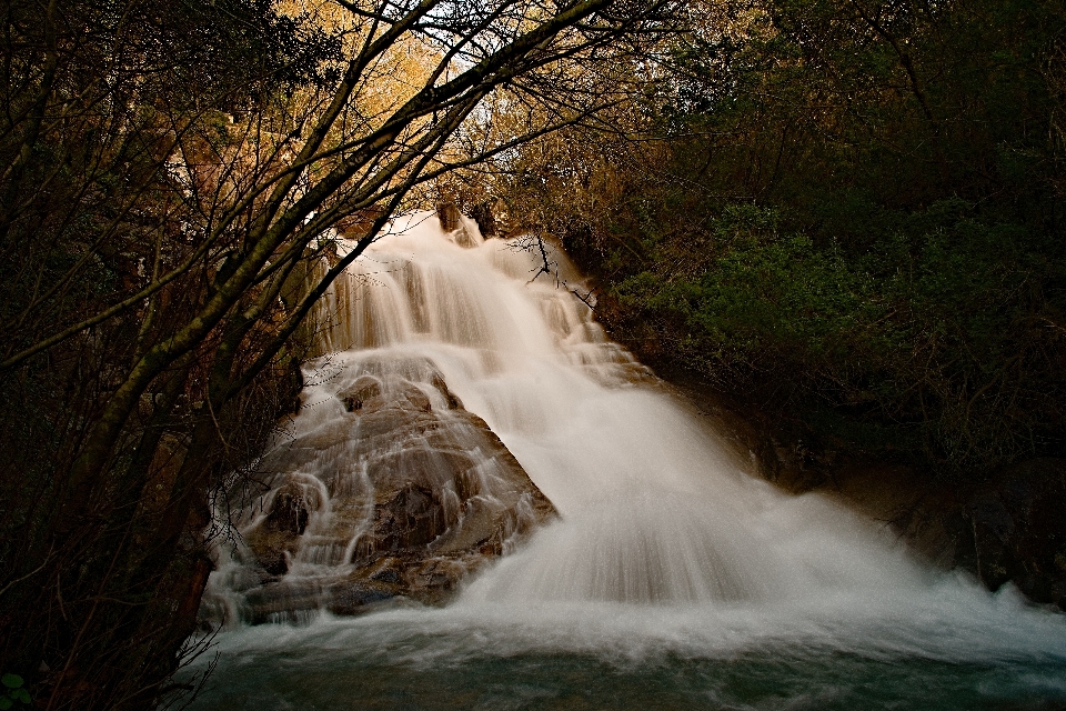 树 水 自然 森林