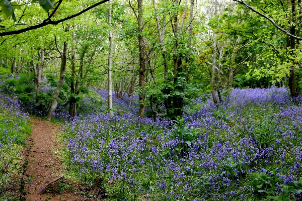 Tree forest plant meadow Photo