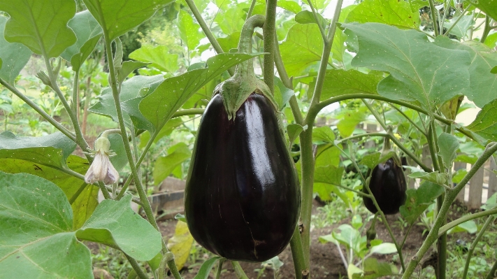 Foto Tanaman buah bunga makanan