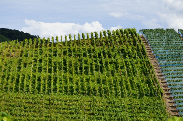 Grass mountain plant sky Photo