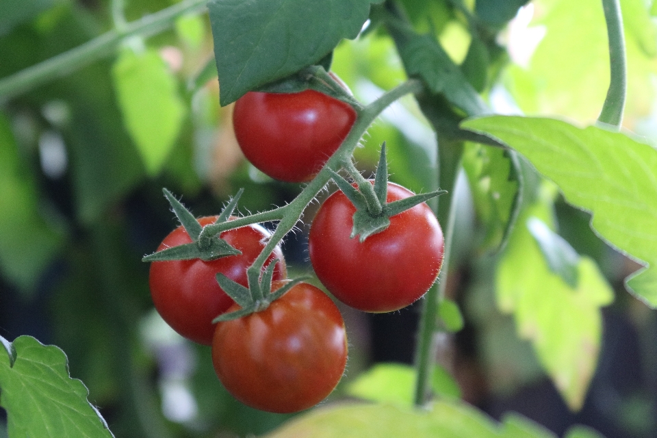 Plant fruit flower food