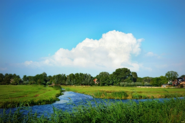 Landscape grass horizon marsh Photo