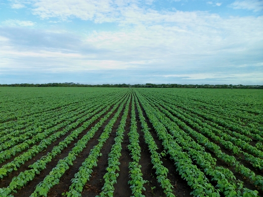 Field farm flower green Photo