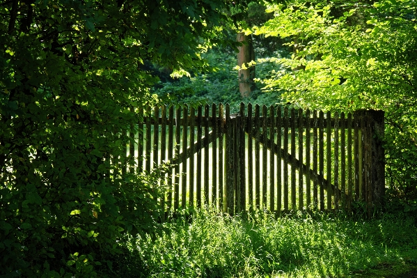 Tree nature forest grass Photo