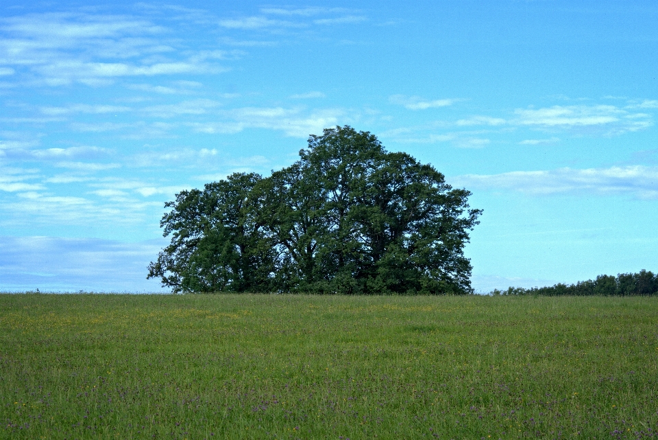 Landscape tree nature grass