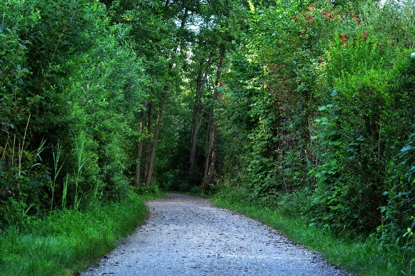 Tree nature forest grass Photo