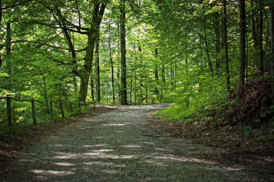 Pohon alam hutan rumput