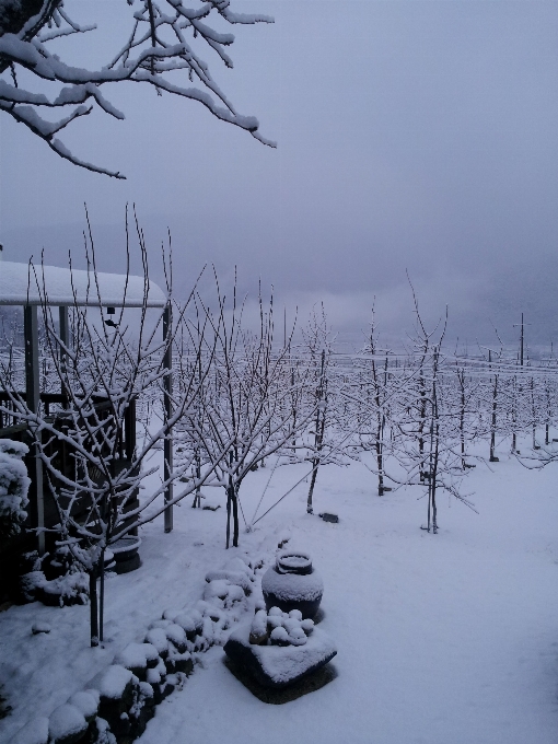 Tree branch snow winter