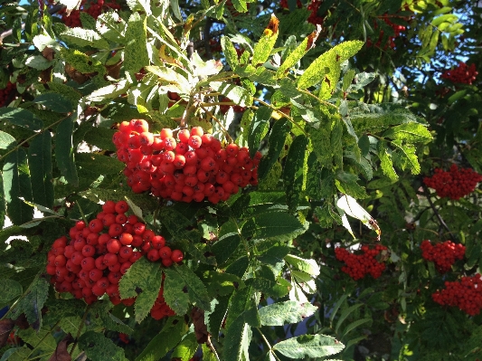 Tree plant fruit berry Photo