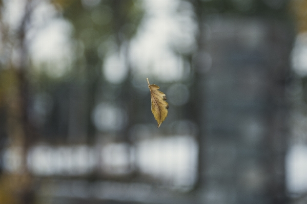 Nature leaf flower wildlife Photo