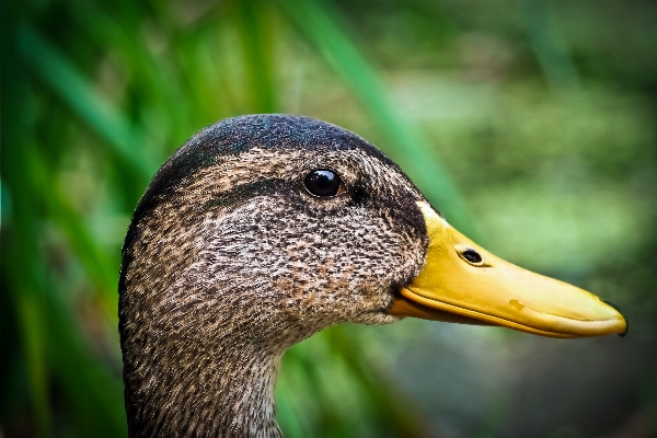 Foto Assistir água natureza grama