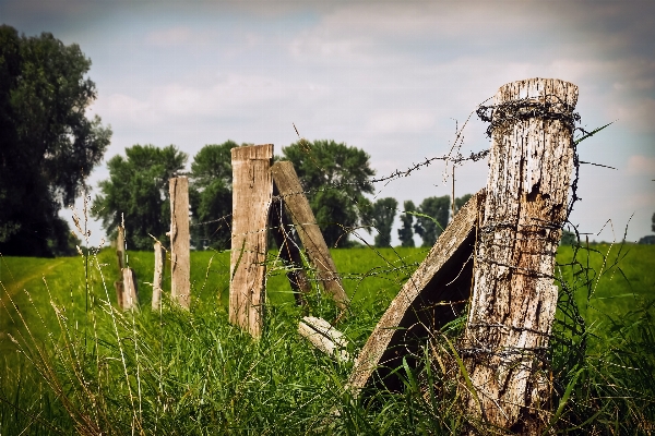 Landscape tree nature grass Photo