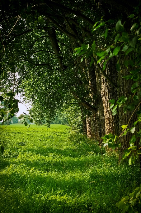 Landschaft baum natur wald